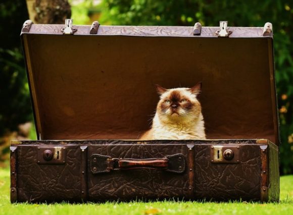 seguridad Adepto Interesante ▷ ¿Tu gato está enfadado cuando vuelves de viaje? | Bichuki