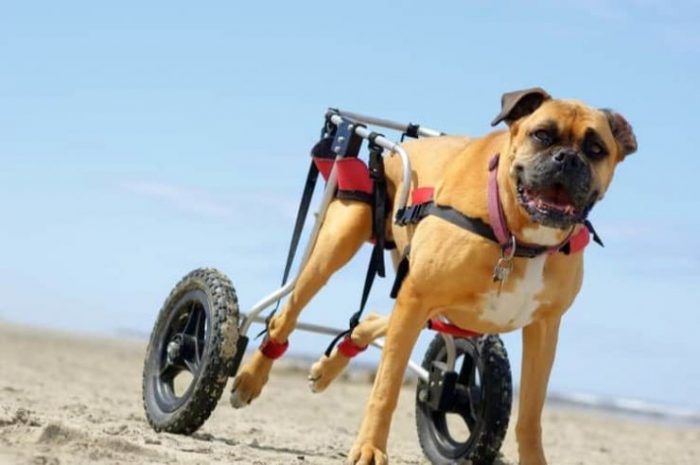 silla de ruedas perros
