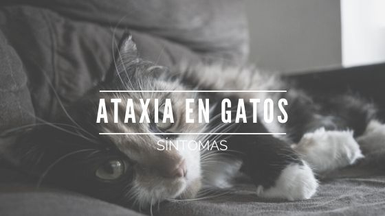 Ataxia en gatos. Síntomas y tratamiento