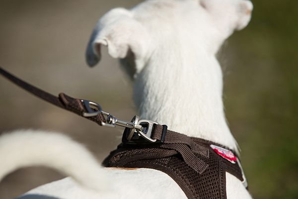 ¿Por qué es mejor usar un Arnés para perros vs un collar?