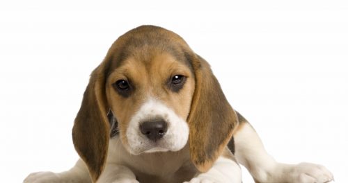 cachorro perro beagle