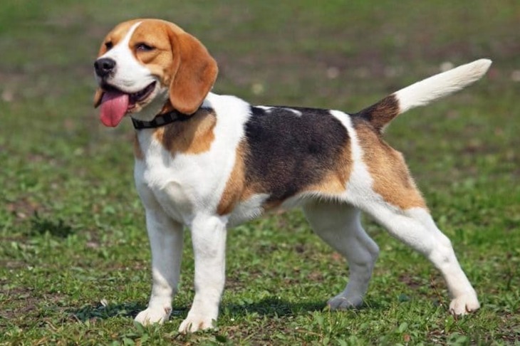 El Beagle