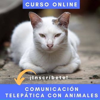 comunicación con animales